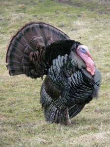 adult male turkey fanning feathers