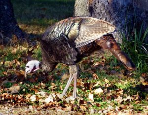 female turkey eating