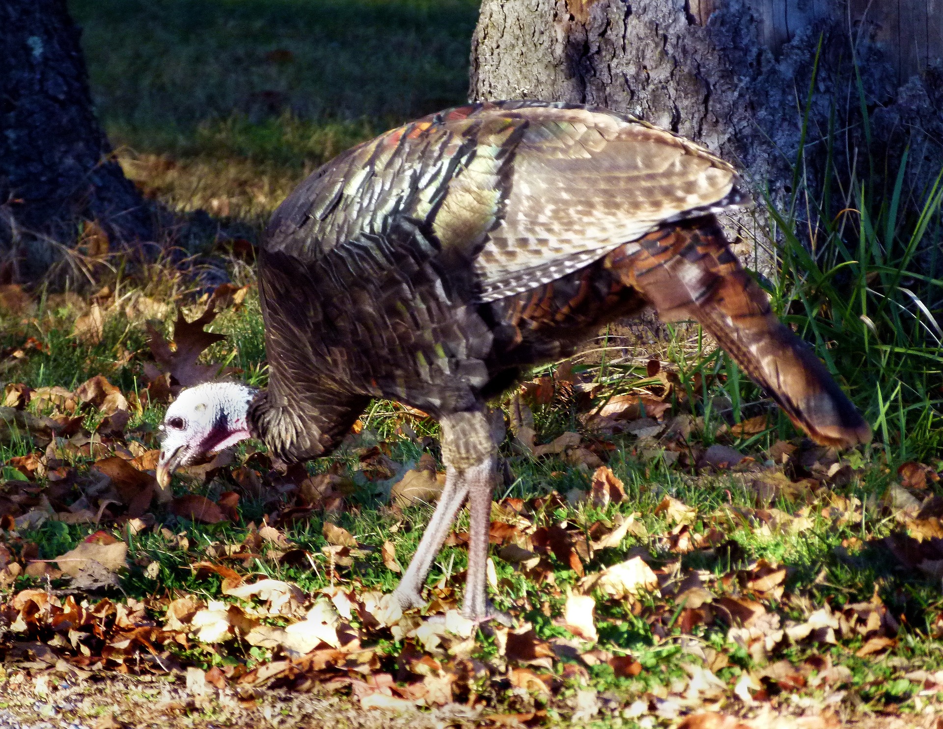 Male Vs. Female Turkeys How to tell the Difference? HuntingSage