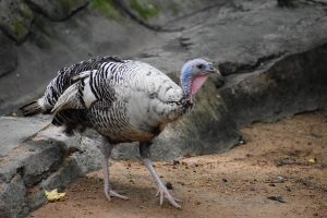 hen turkey