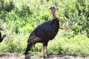 small turkey beard