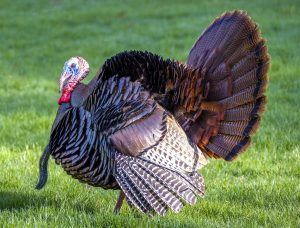 adult male turkey beard