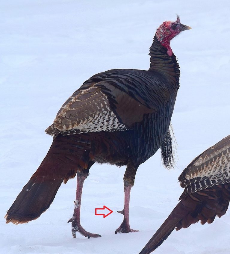 Male Vs. Female Turkeys How to tell the Difference? HuntingSage