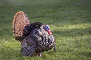Wild turkeys are great for eating