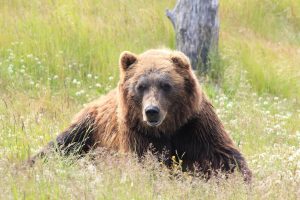 bears have the best sense of smell