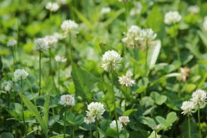 make sure to mow clover once it starts to flower