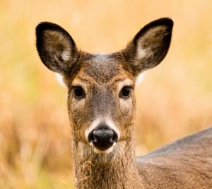 deer have excellent hearing in addition to smell