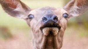 deer can smell 500-1000x better than humans