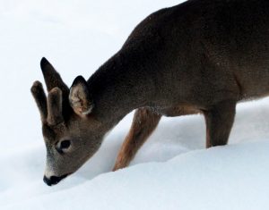 deer smelling water