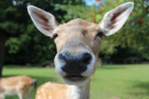 deer can smell far thanks to their nose
