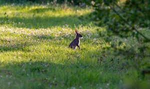 rabbit in a clover field