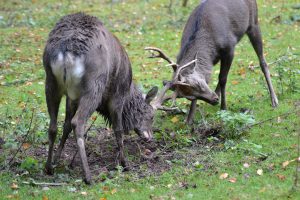 ruting buck urine can be a great attractant