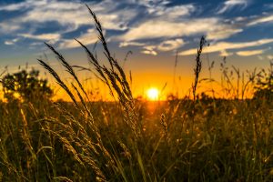 wheat is a great source of protein for deer