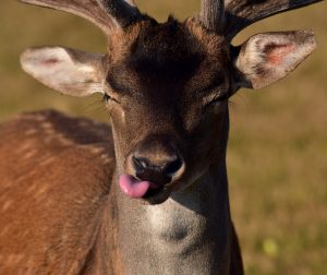 deer tongue