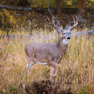 beautiful whitetail deer