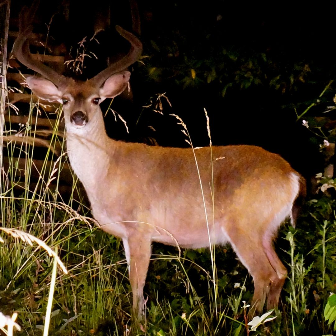 Can You Hunt Deer at Night? HuntingSage