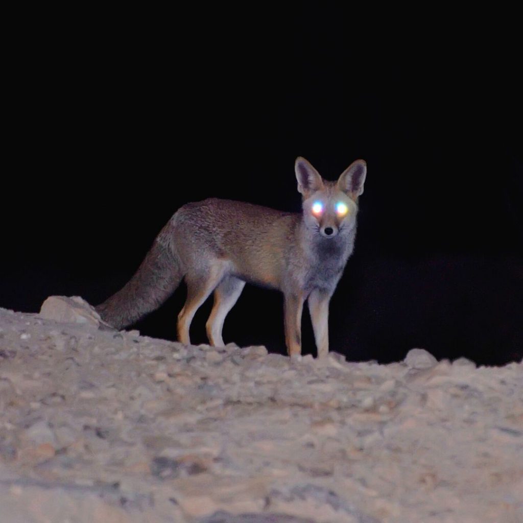 Can You Hunt Deer at Night? HuntingSage