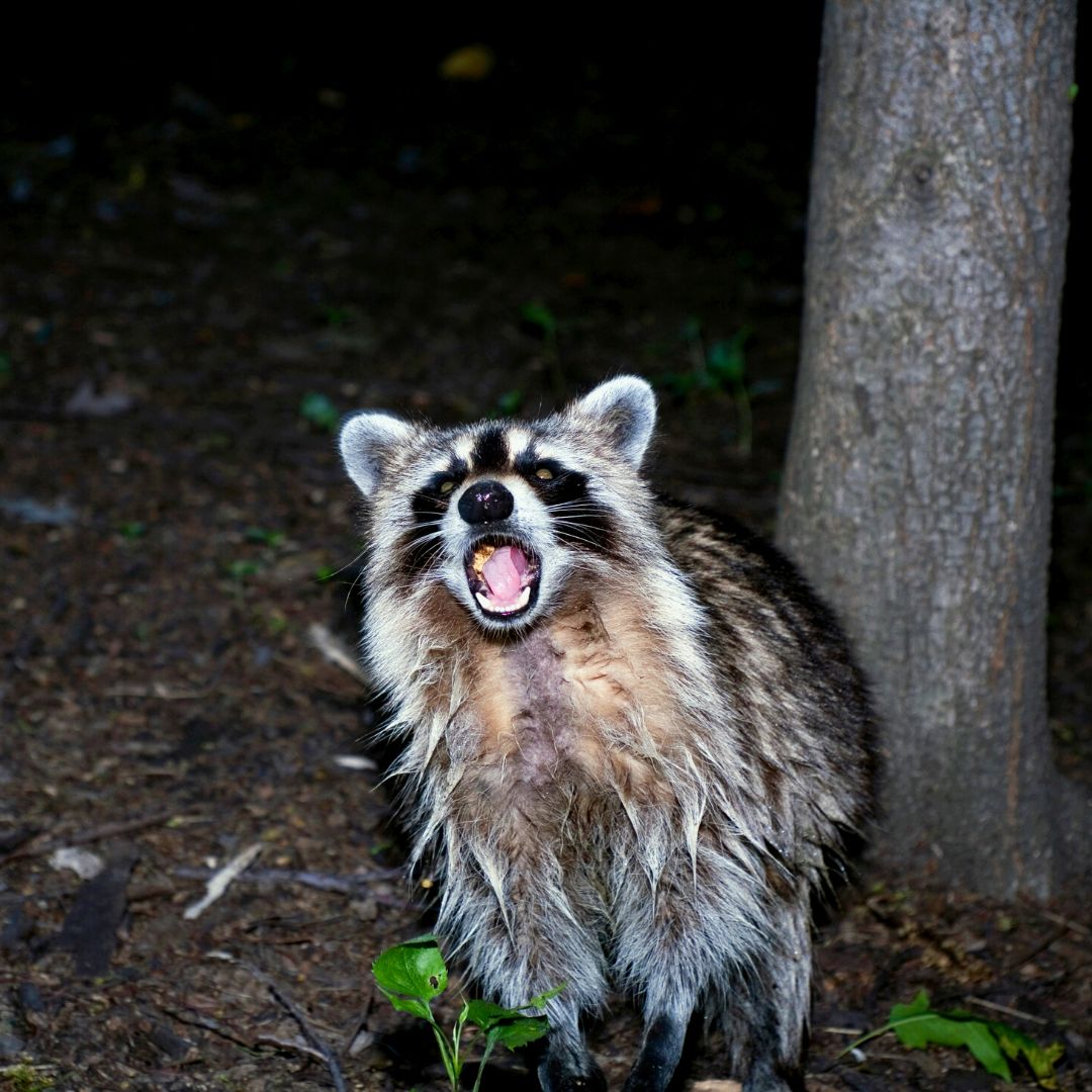raccoons are a commonly hunting animal at night