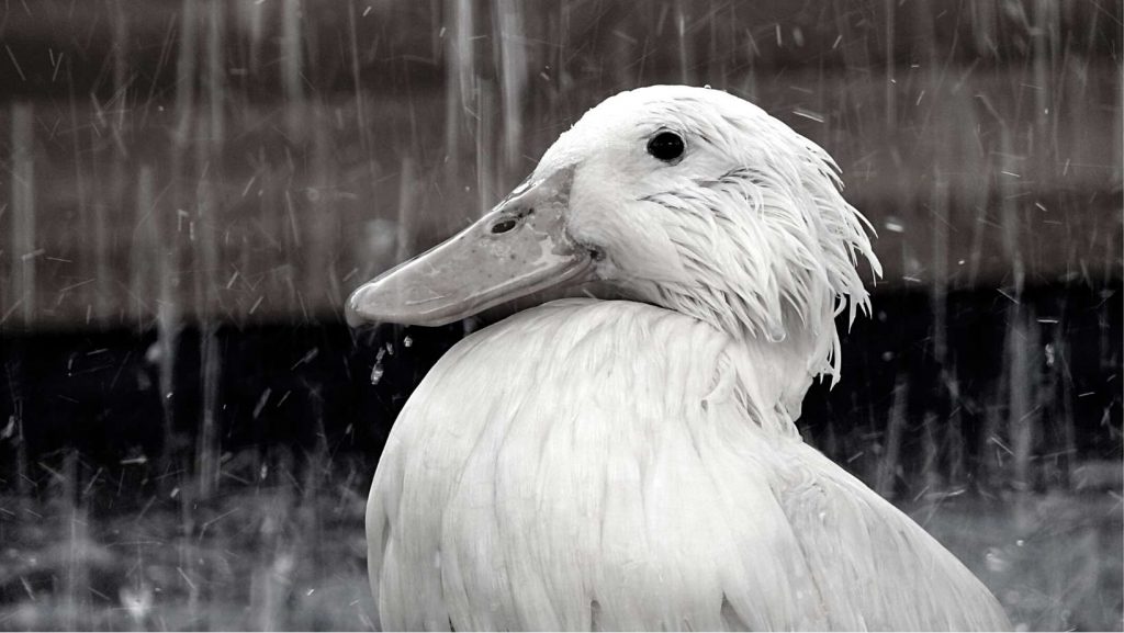 ducks don't need shelter from the rain