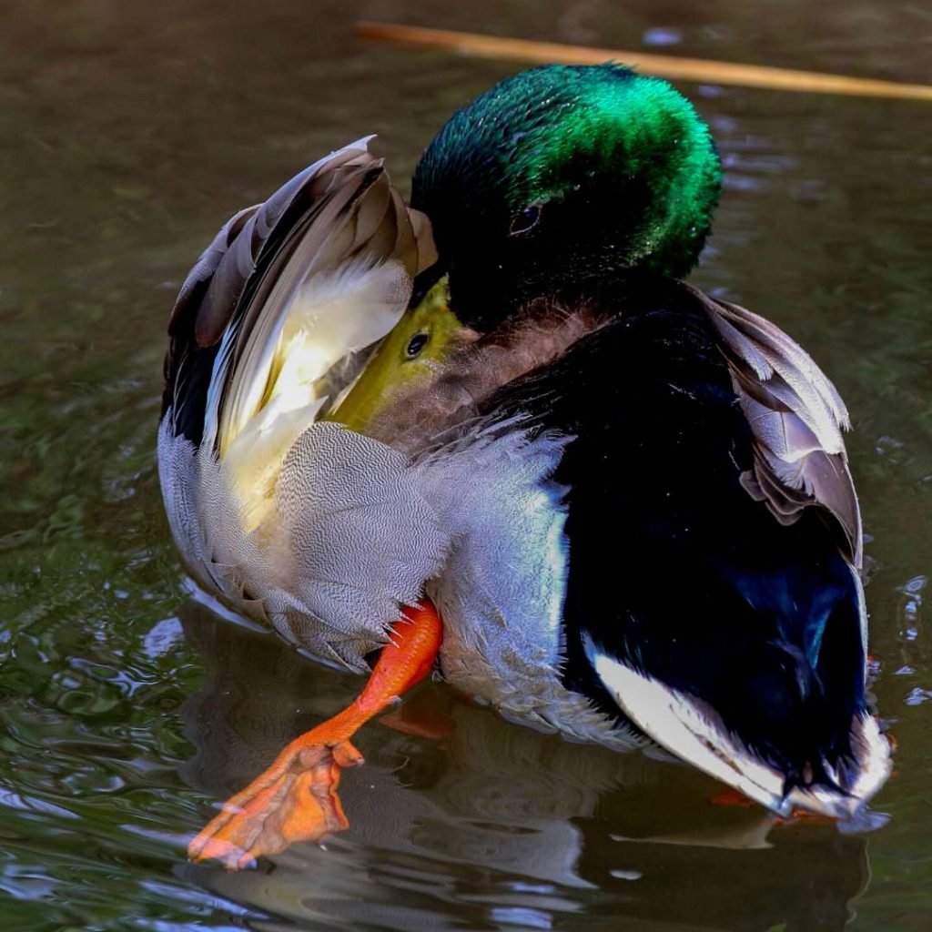 duck preening in the rain