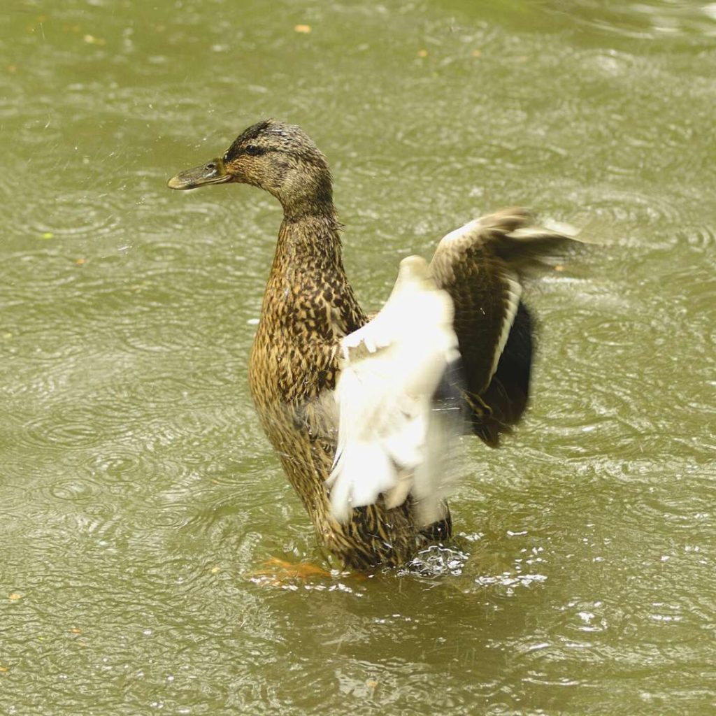do ducks love rain