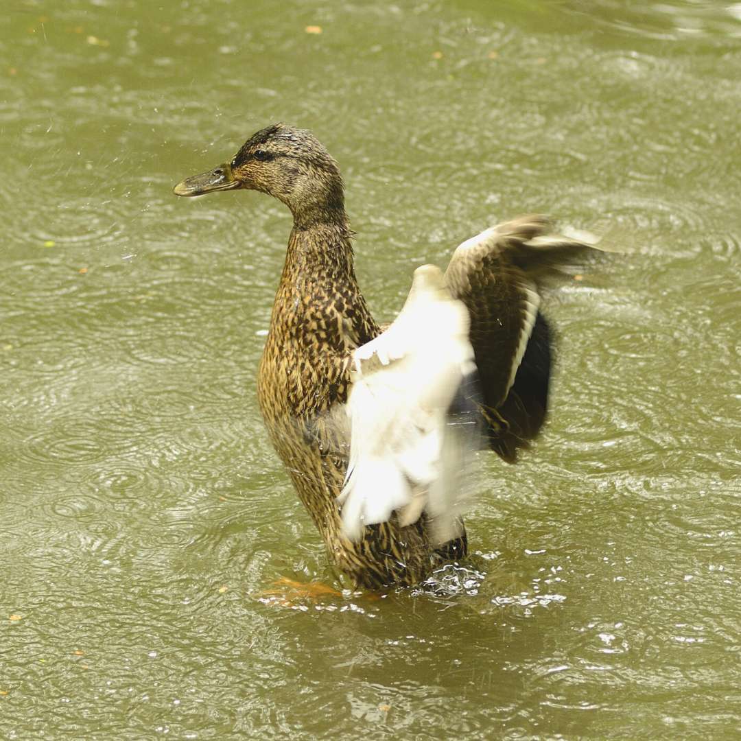 Do Ducks Like Rain? HuntingSage