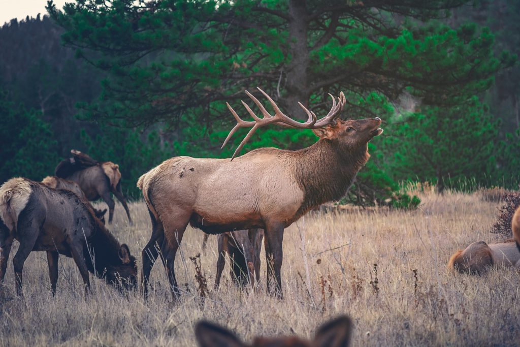 make sure to pick the best game cart for elk