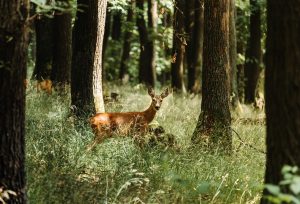 deer picking up a scent up wind