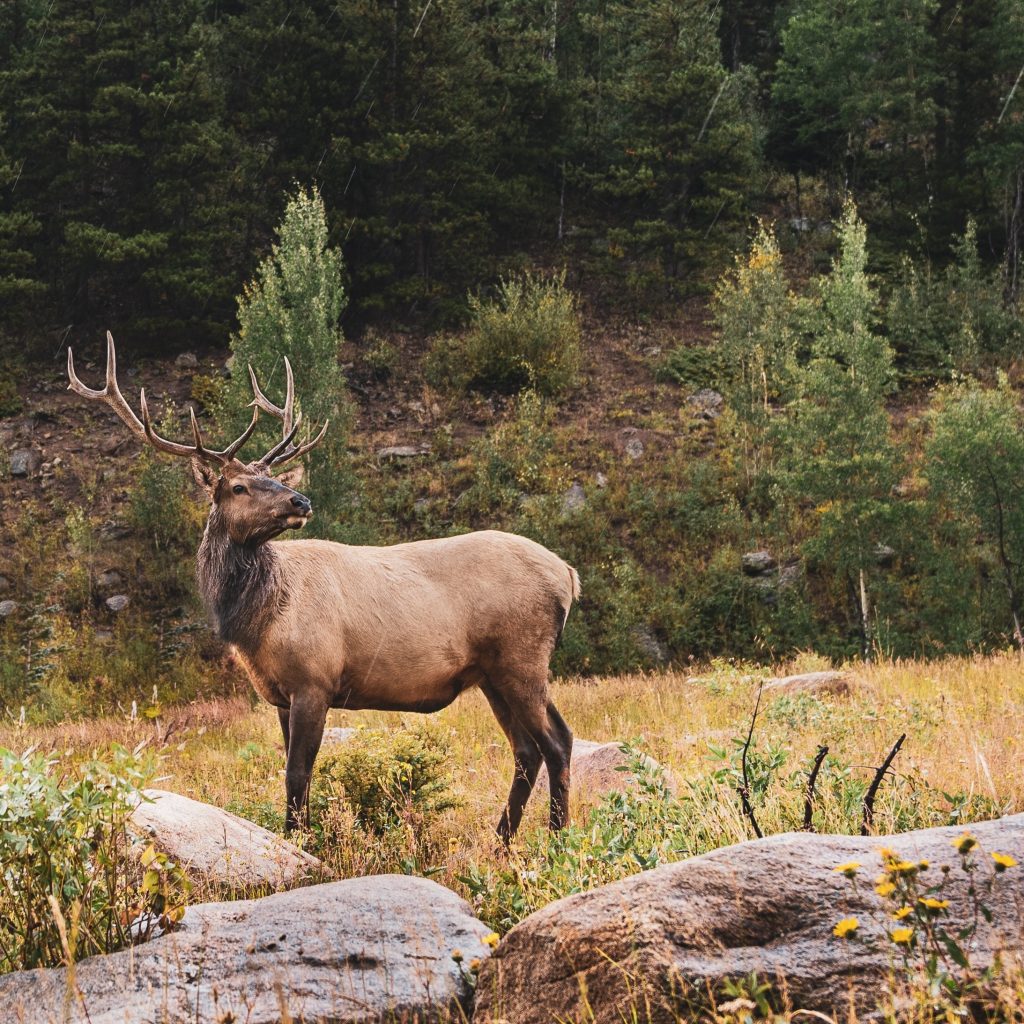 Best Game Cart for Elk HuntingSage