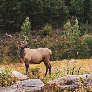 elk are large game and not easy to haul
