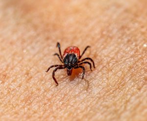 deer ticks are the number one transmitters of Lyme disease