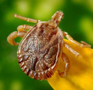 a good tick repellent can help hunters