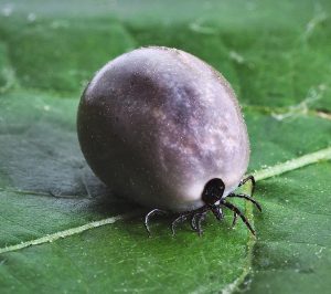 dog tick swollen full of blood