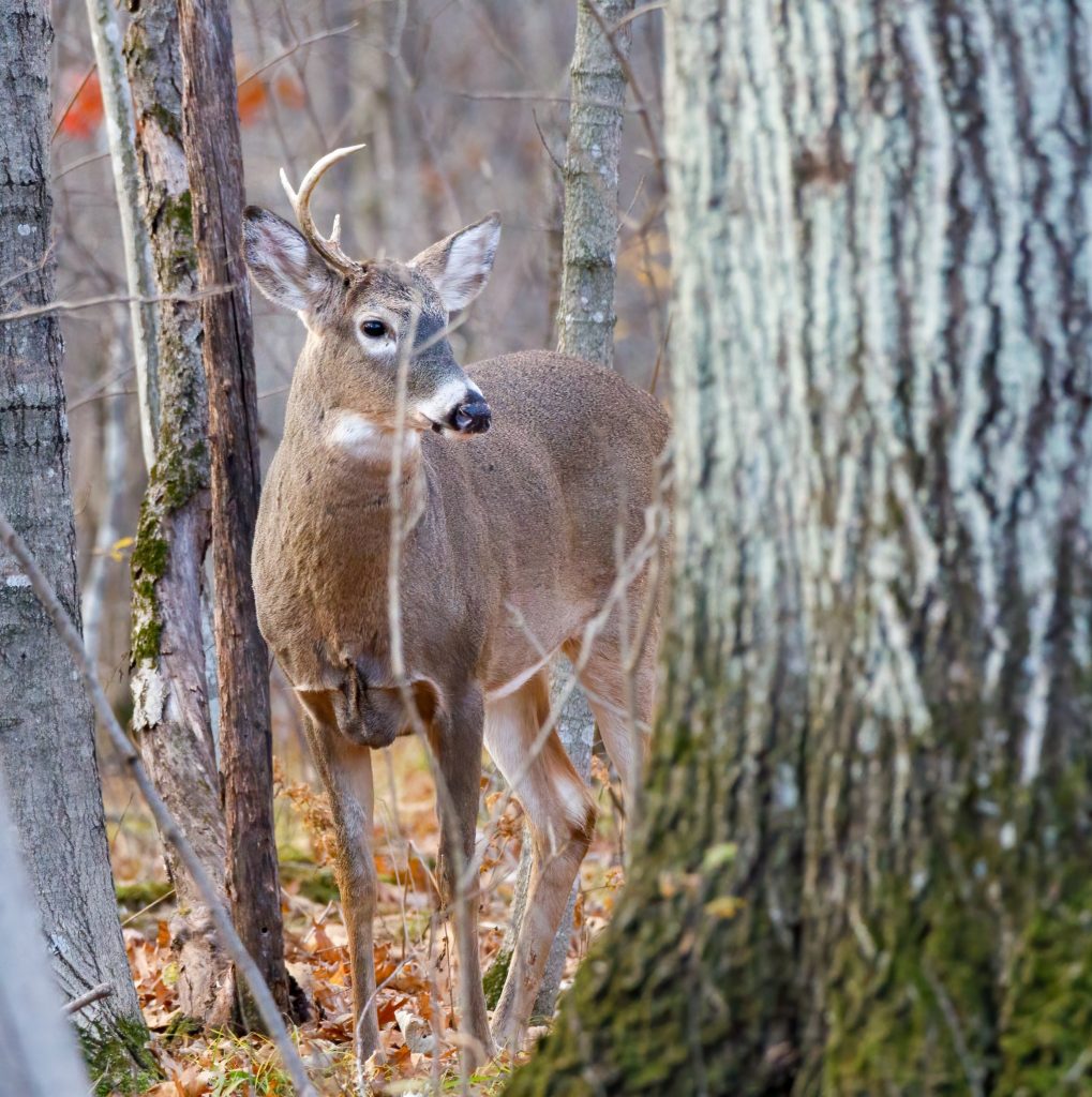 Worst Deer Hunting Calibers: Avoiding Ineffective Ammo - HuntingSage