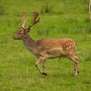 fallow deer are considered one the best tasting deer species