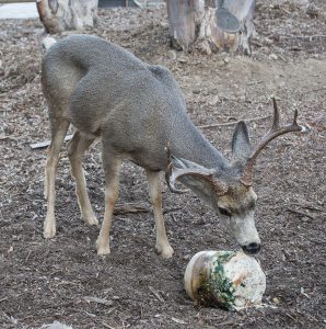 mule deer are one of the more gamey tasting deer species