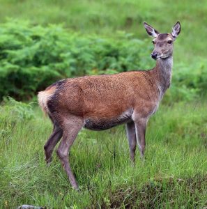 red deer are a popular species to eat in Europe