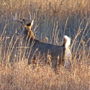 whitetail deer are one of the most popular species to eat