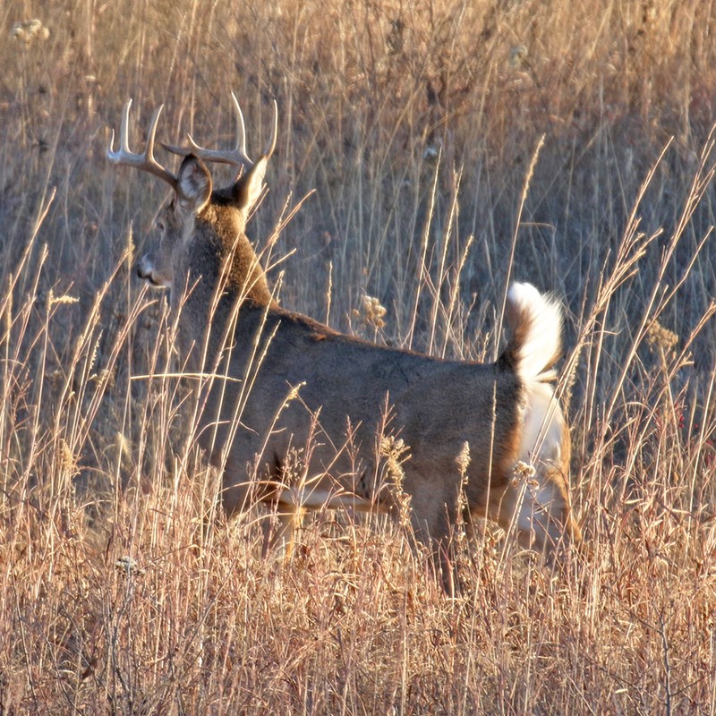 What is the Best Deer Rifle for a Youth? A Comprehensive Guide HuntingSage