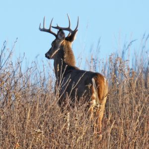 sometimes seeing deer when you hunt is a matter of luck