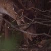 deer communicate with licking branches