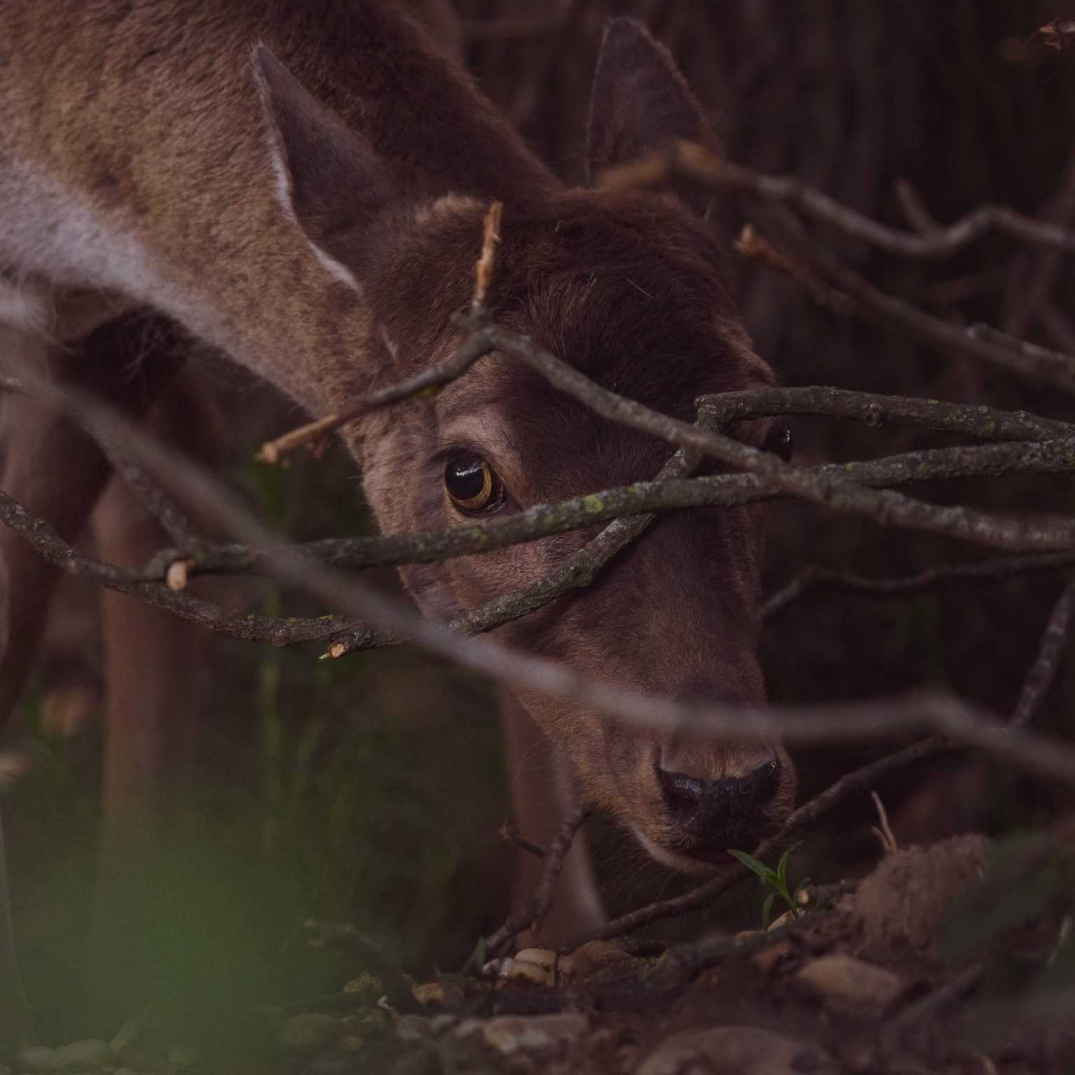 Best Licking Branches for Deer - HuntingSage