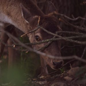 deer communicate with licking branches