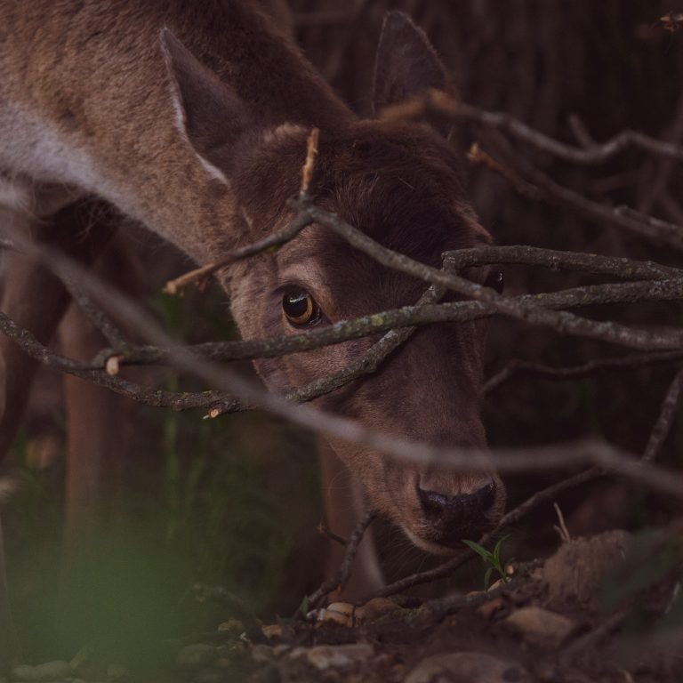 Best Licking Branches for Deer - HuntingSage