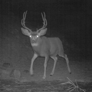deer can see better than humans at night