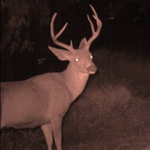 red flashlights are best for deer hunting