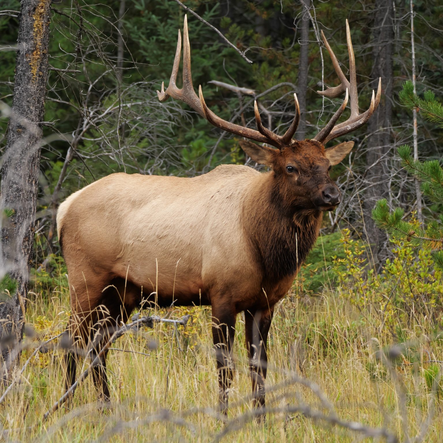 How Far Do Elk Travel in a Day? HuntingSage