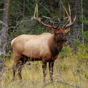always be mindful of bedding ares when elk hunting