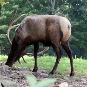 bull elk feeding