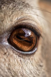 deer have special cones in their eyes to help them see at night